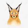 Caracal