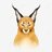Caracal
